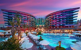 Calyptus Kirman Premium